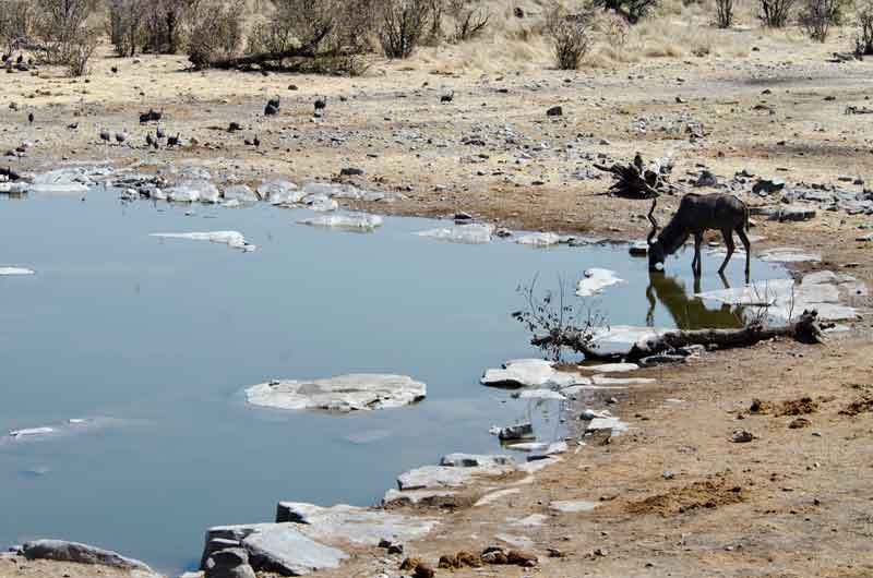 199 - Namibia - antilope Kudu - parque nacional de Etosha